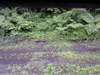 長野県菅平高原 ゆたか山荘 東側(坂下) 2026/06/12 17:15
