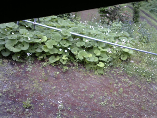 長野県菅平高原 ゆたか山荘 駐車場 2026/06/12 17:15