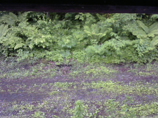 長野県菅平高原 ゆたか山荘 東側(坂下) 2026/06/13 05:15