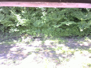 長野県菅平高原 ゆたか山荘 東側(坂下) 2026/06/13 09:15