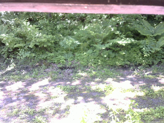 長野県菅平高原 ゆたか山荘 東側(坂下) 2026/06/13 09:45