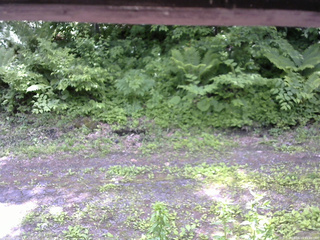 長野県菅平高原 ゆたか山荘 東側(坂下) 2026/06/13 11:30