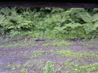 長野県菅平高原 ゆたか山荘 東側(坂下) 2026/06/14 05:45