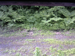 長野県菅平高原 ゆたか山荘 東側(坂下) 2026/06/14 07:30