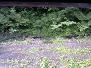 長野県菅平高原 ゆたか山荘 東側(坂下) 2026/06/14 07:45