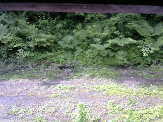 長野県菅平高原 ゆたか山荘 東側(坂下) 2026/06/14 08:15