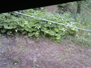 長野県菅平高原 ゆたか山荘 駐車場 2026/06/14 06:30