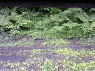 長野県菅平高原 ゆたか山荘 東側(坂下) 2026/06/15 07:00