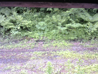 長野県菅平高原 ゆたか山荘 東側(坂下) 2026/06/15 08:45