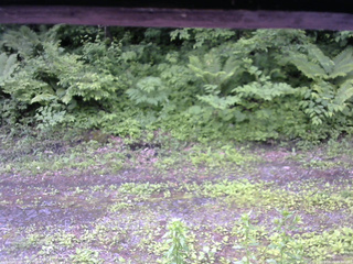 長野県菅平高原 ゆたか山荘 東側(坂下) 2026/06/15 09:30