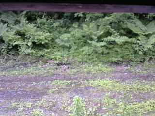長野県菅平高原 ゆたか山荘 東側(坂下) 2026/06/15 10:00
