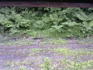 長野県菅平高原 ゆたか山荘 東側(坂下) 2026/06/15 13:00