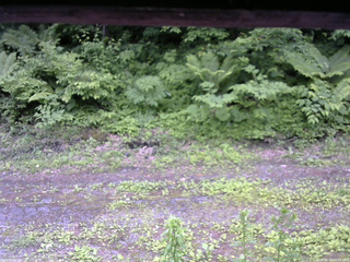長野県菅平高原 ゆたか山荘 東側(坂下) 2026/06/15 14:30
