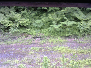 長野県菅平高原 ゆたか山荘 東側(坂下) 2026/06/15 15:45