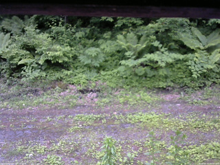長野県菅平高原 ゆたか山荘 東側(坂下) 2026/06/15 18:00