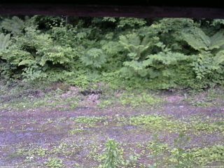 長野県菅平高原 ゆたか山荘 東側(坂下) 2026/06/15 18:15