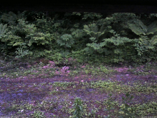 長野県菅平高原 ゆたか山荘 東側(坂下) 2026/06/15 19:15
