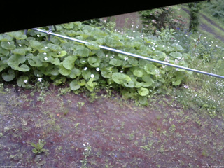 長野県菅平高原 ゆたか山荘 駐車場 2026/06/15 05:45