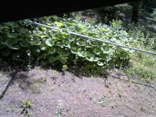 長野県菅平高原 ゆたか山荘 駐車場 2026/06/15 08:30