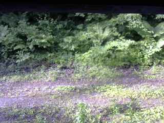 長野県菅平高原 ゆたか山荘 東側(坂下) 2026/06/16 06:30