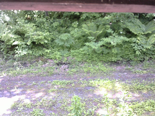 長野県菅平高原 ゆたか山荘 東側(坂下) 2026/06/16 11:30