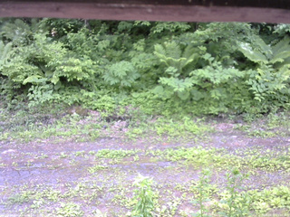 長野県菅平高原 ゆたか山荘 東側(坂下) 2026/06/17 13:00
