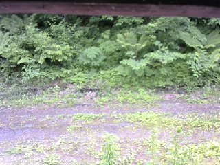 長野県菅平高原 ゆたか山荘 東側(坂下) 2026/06/17 13:45