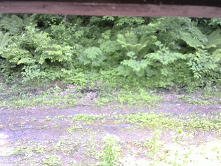 長野県菅平高原 ゆたか山荘 東側(坂下) 2026/06/17 14:00