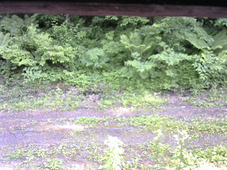 長野県菅平高原 ゆたか山荘 東側(坂下) 2026/06/17 16:00