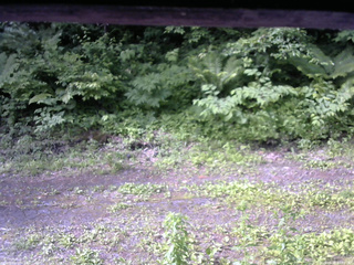 長野県菅平高原 ゆたか山荘 東側(坂下) 2026/06/18 07:30