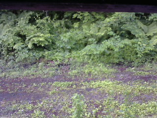 長野県菅平高原 ゆたか山荘 東側(坂下) 2026/06/19 05:30