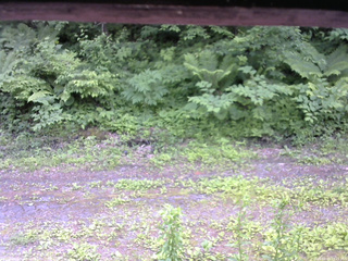 長野県菅平高原 ゆたか山荘 東側(坂下) 2026/06/19 12:15