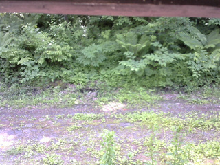 長野県菅平高原 ゆたか山荘 東側(坂下) 2026/06/19 12:30