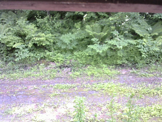長野県菅平高原 ゆたか山荘 東側(坂下) 2026/06/19 13:30
