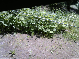長野県菅平高原 ゆたか山荘 駐車場 2026/06/19 09:15