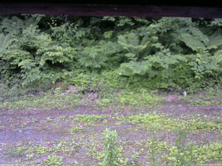 長野県菅平高原 ゆたか山荘 東側(坂下) 2026/06/20 05:30