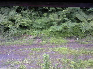 長野県菅平高原 ゆたか山荘 東側(坂下) 2026/06/20 05:45
