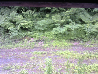 長野県菅平高原 ゆたか山荘 東側(坂下) 2026/06/20 06:45