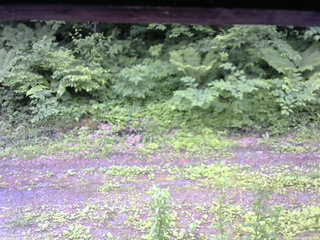 長野県菅平高原 ゆたか山荘 東側(坂下) 2026/06/20 07:00