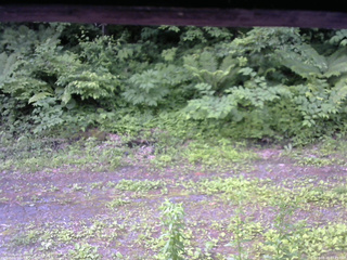 長野県菅平高原 ゆたか山荘 東側(坂下) 2026/06/20 07:15