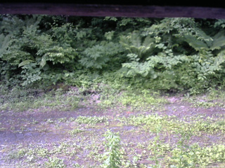 長野県菅平高原 ゆたか山荘 東側(坂下) 2026/06/20 07:30