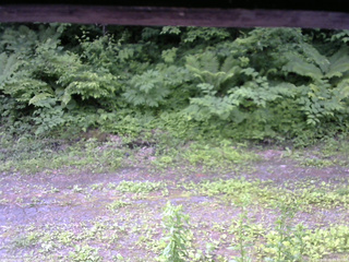 長野県菅平高原 ゆたか山荘 東側(坂下) 2026/06/20 08:30