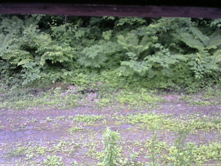 長野県菅平高原 ゆたか山荘 東側(坂下) 2026/06/20 09:45