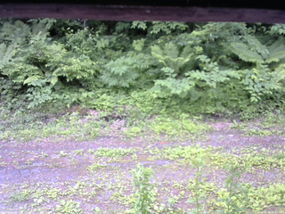 長野県菅平高原 ゆたか山荘 東側(坂下) 2026/06/20 12:15