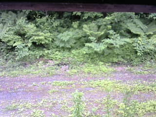 長野県菅平高原 ゆたか山荘 東側(坂下) 2026/06/20 12:30