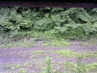 長野県菅平高原 ゆたか山荘 東側(坂下) 2026/06/20 12:45