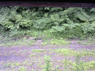 長野県菅平高原 ゆたか山荘 東側(坂下) 2026/06/20 14:00