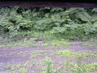 長野県菅平高原 ゆたか山荘 東側(坂下) 2026/06/20 14:15