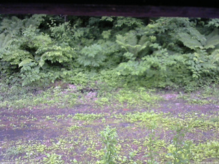 長野県菅平高原 ゆたか山荘 東側(坂下) 2026/06/20 15:15