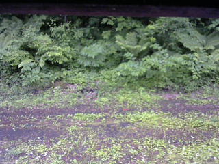 長野県菅平高原 ゆたか山荘 東側(坂下) 2026/06/20 15:45